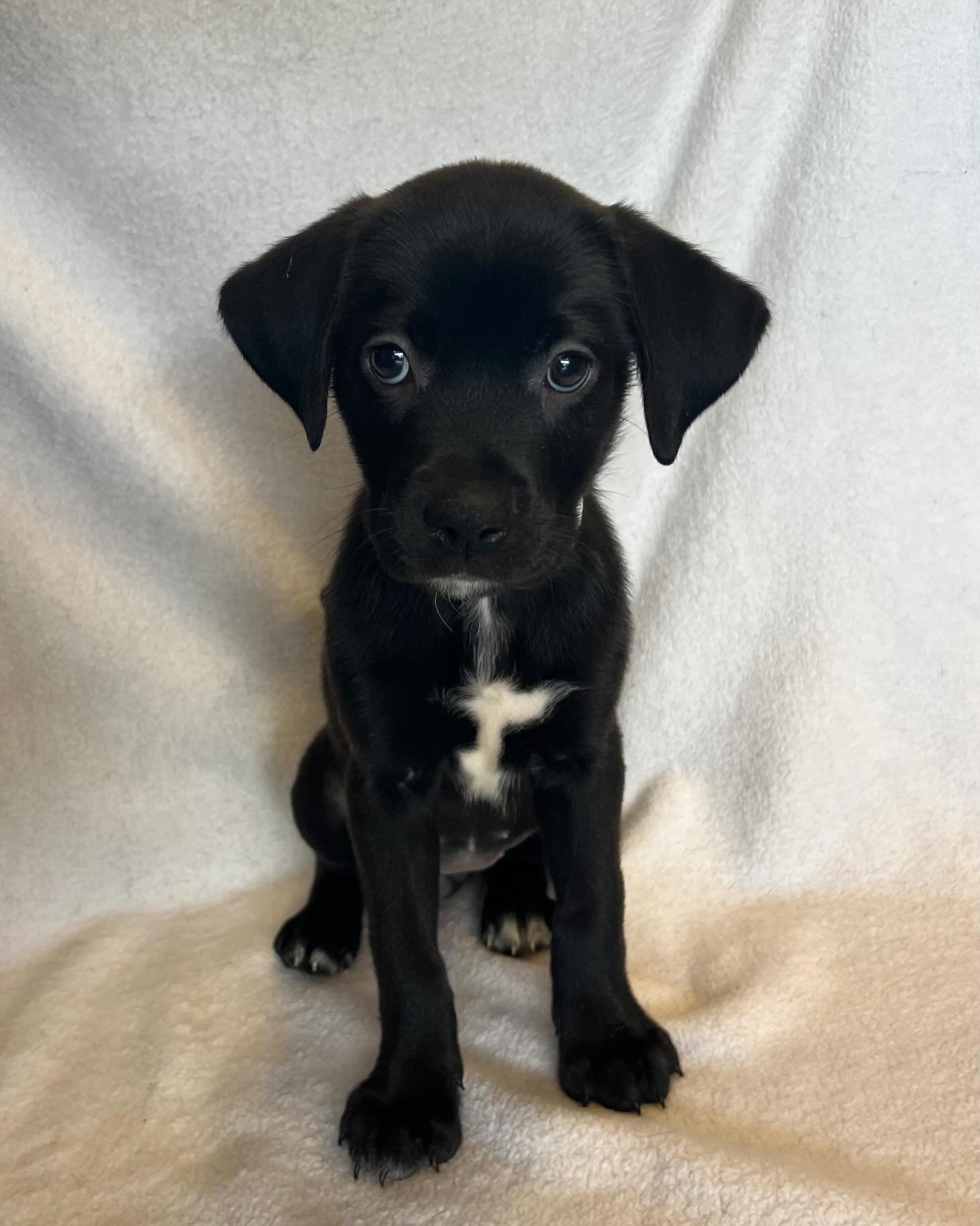 Patsy | female | 8 weeks old | Labrador Retriever mix