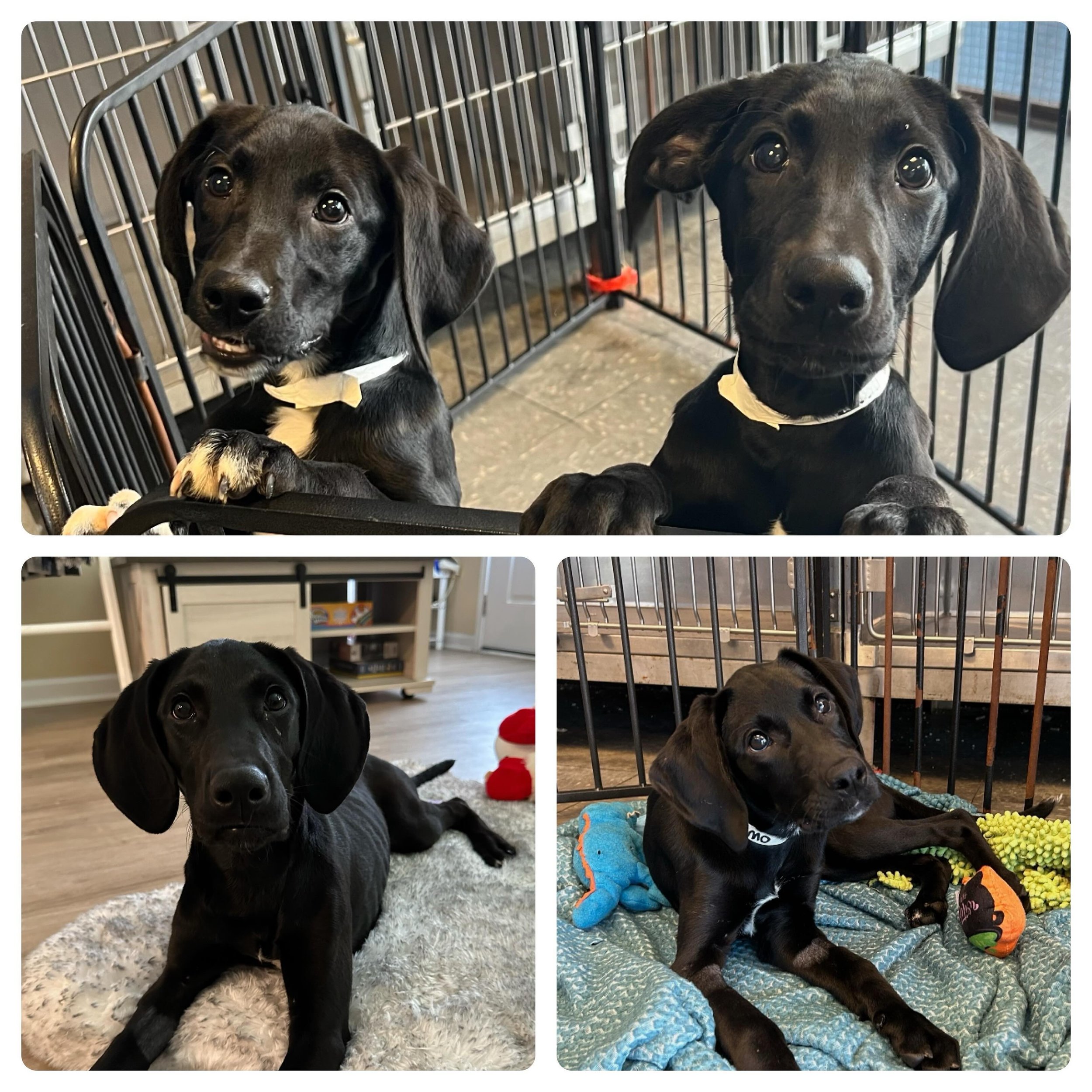 *Mother&rsquo;s Day Adoption Special!* Our paw-tiently waiting hound mix friends asked us to make it more enticing for them to find their forever homes ASAP so we felt we must oblige. Now through Saturday 5/11, adopt Luna (f), Cosmo (f), Draco (m), o