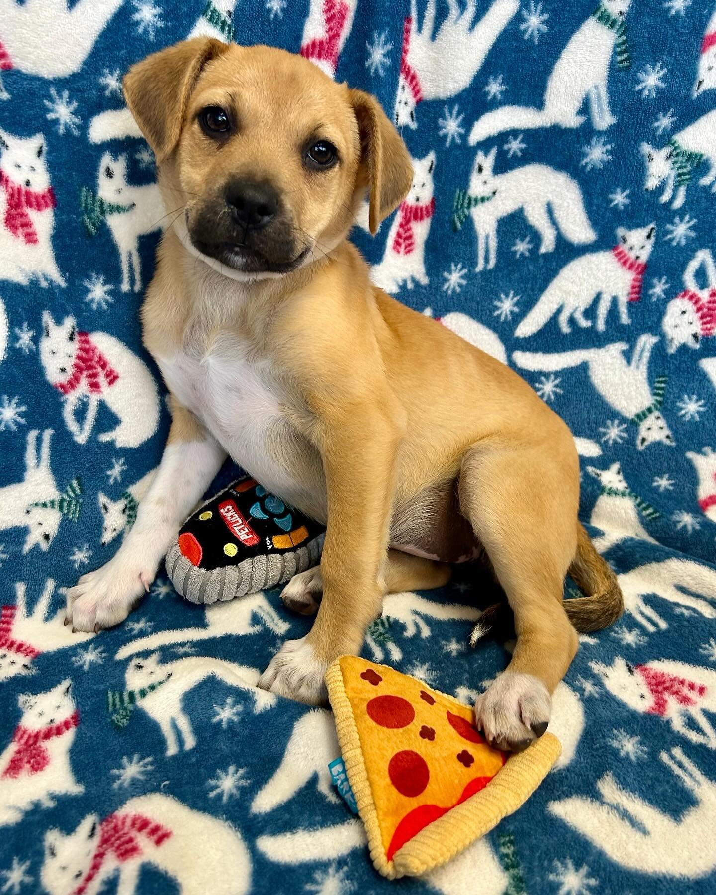 Fuller | female | 9 weeks old | Puggle mix