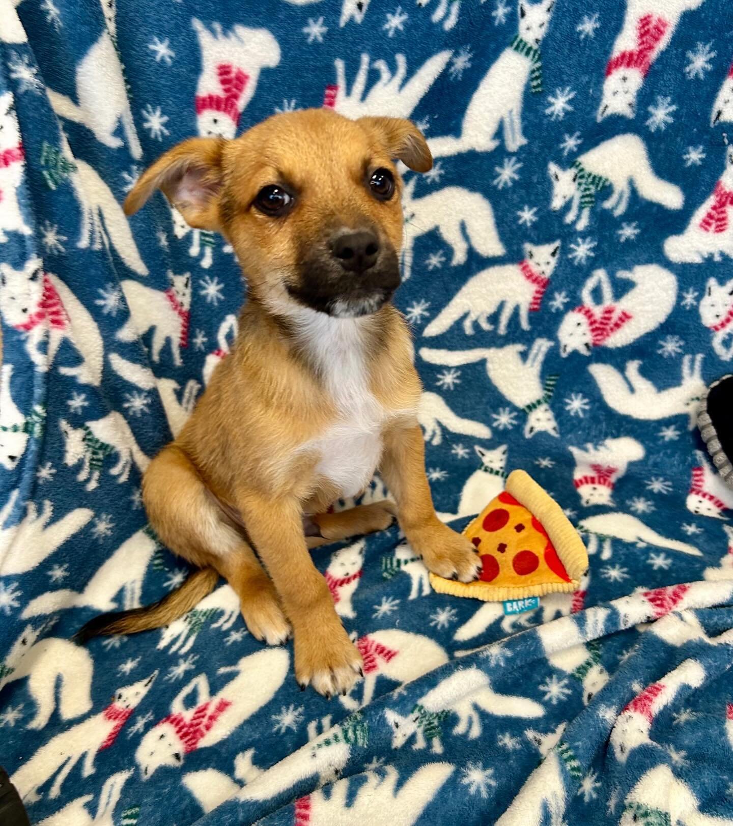 Kevin McCallister | male | Puggle mix | 9 weeks old