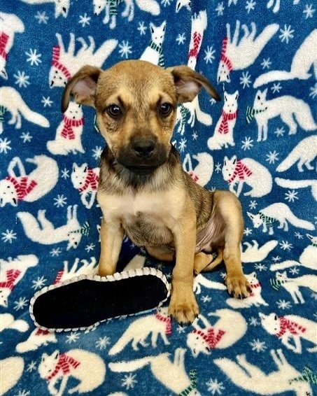 Harry | male | Puggle mix | 9 weeks old