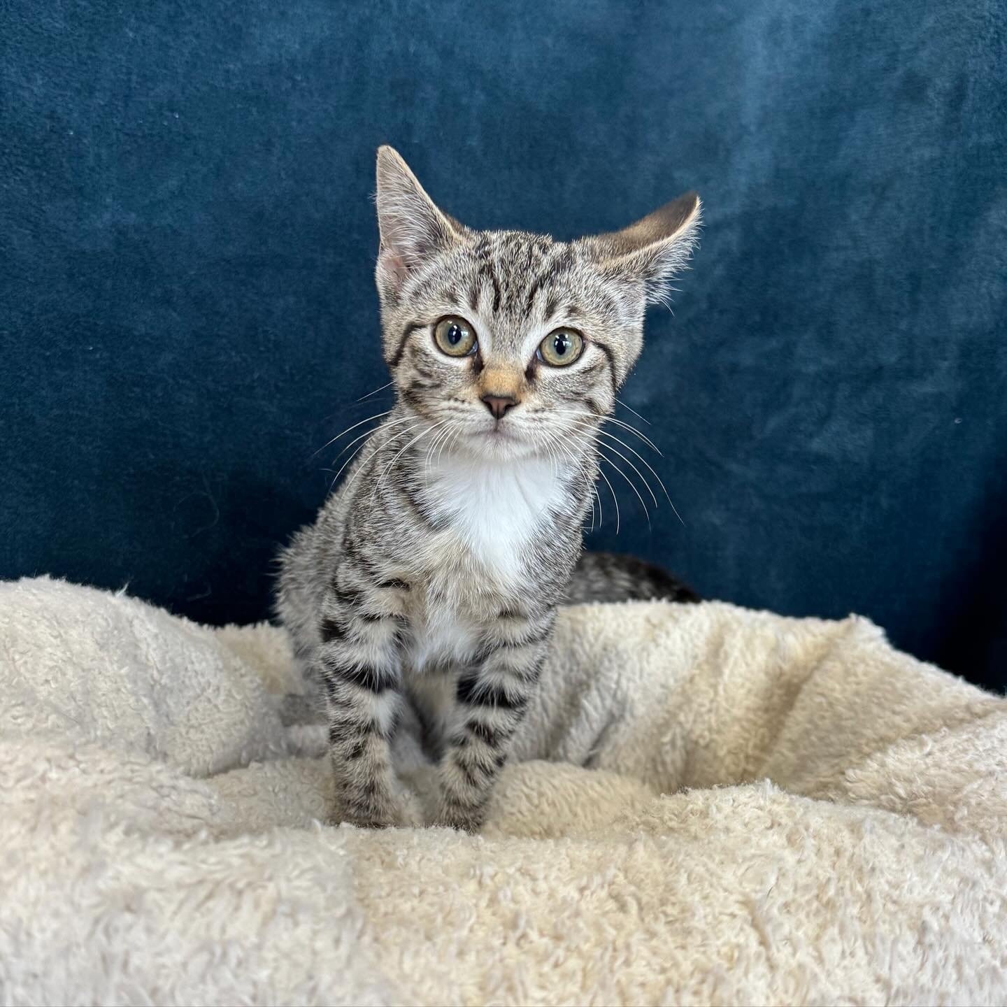 Gumdrop | 10 weeks | female | DSH