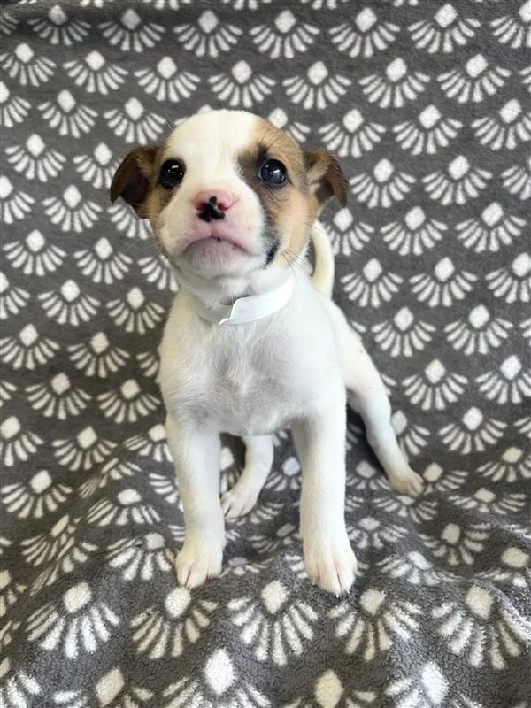 Image - 2026-01-08T130145.541.jpg