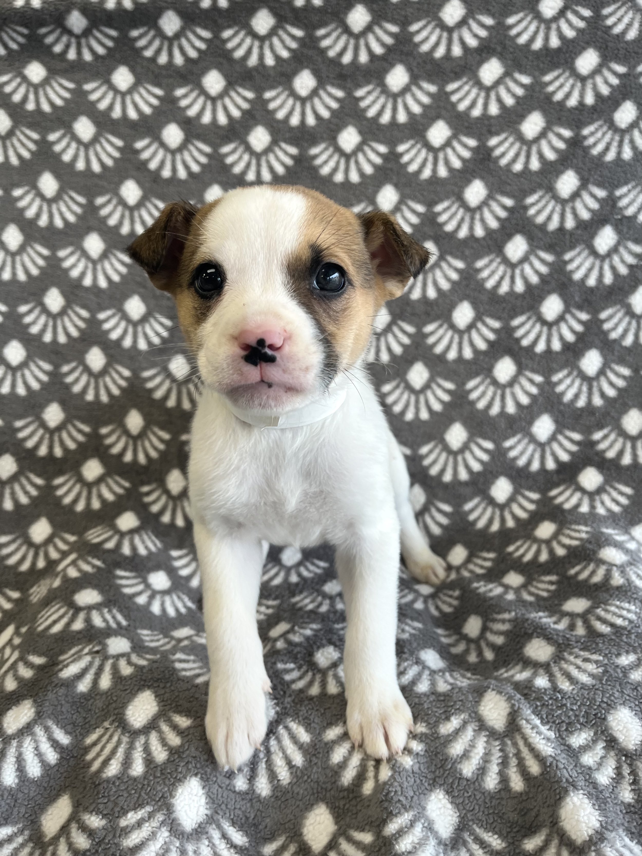 Image - 2026-01-08T130151.797.jpg