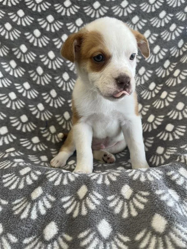 Image - 2026-01-08T134008.485.jpg