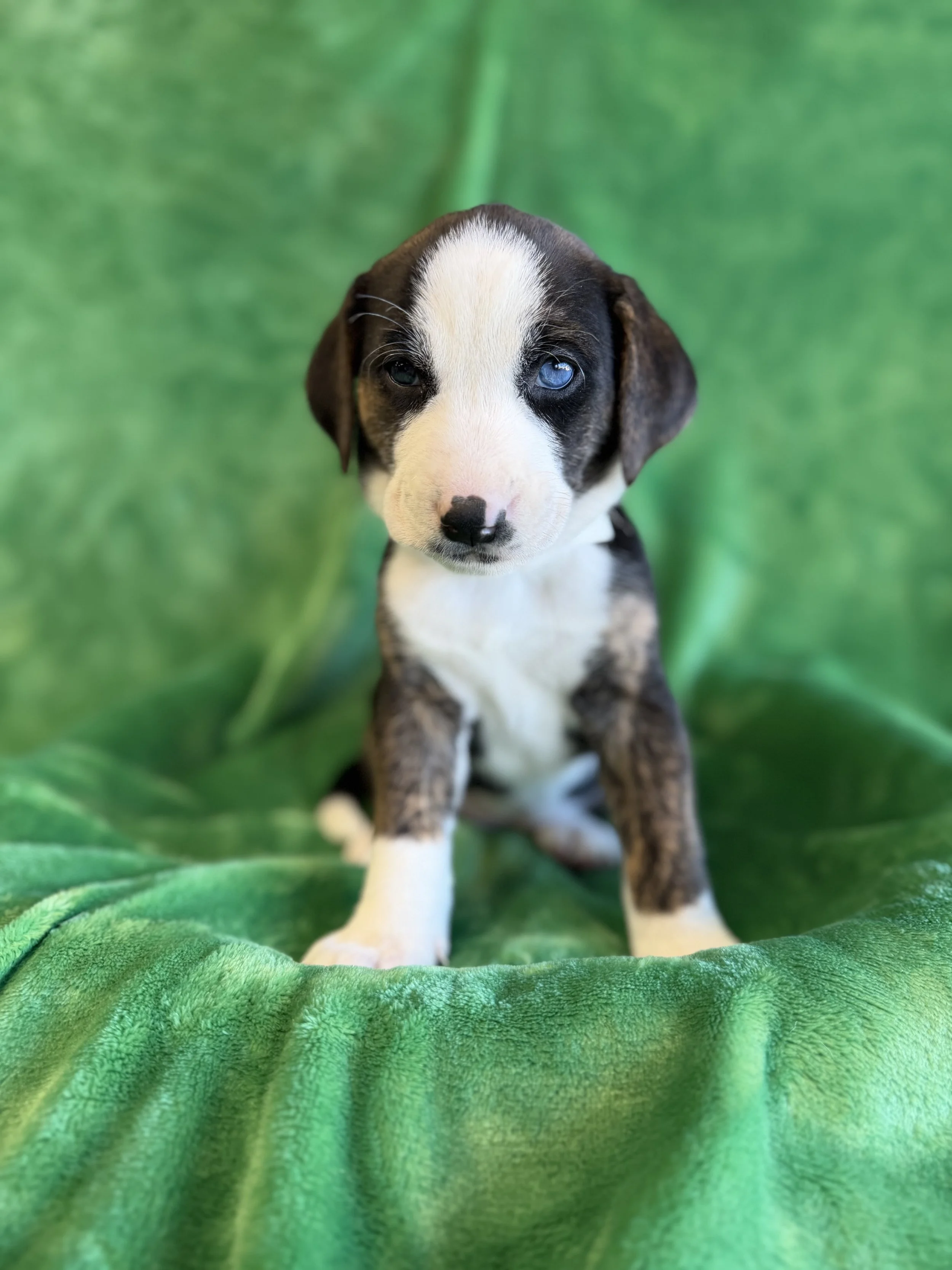 Image - 2026-01-12T163318.812.jpg