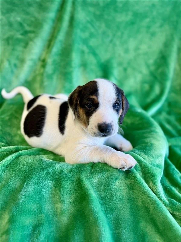 Image - 2026-01-12T183910.558.jpg