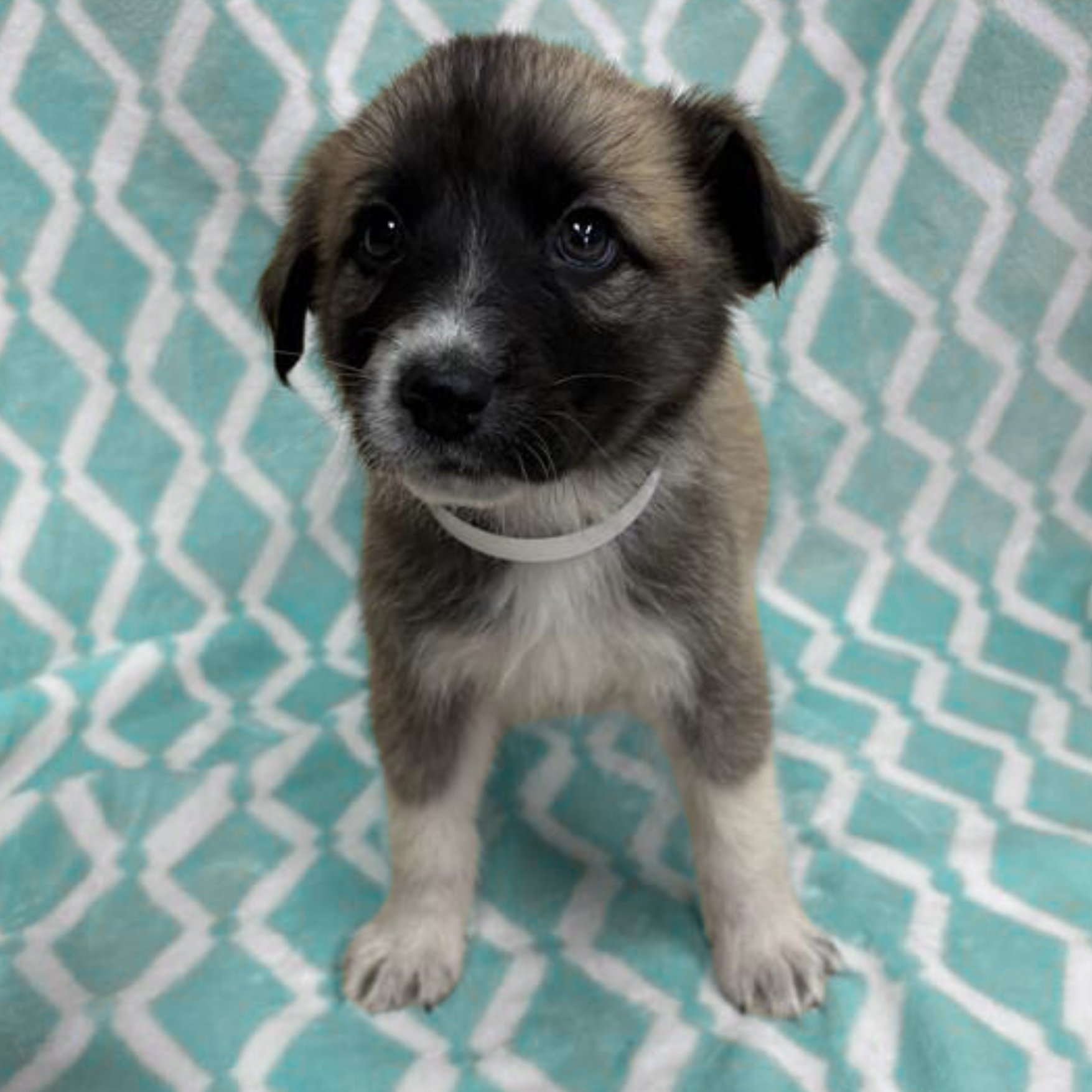 Untitled design (10).png