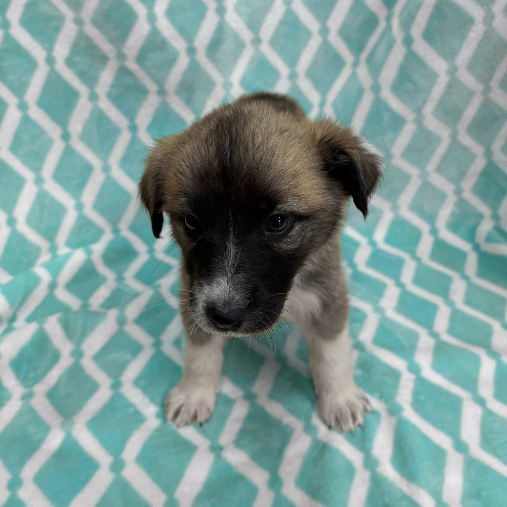 Untitled design (11).png