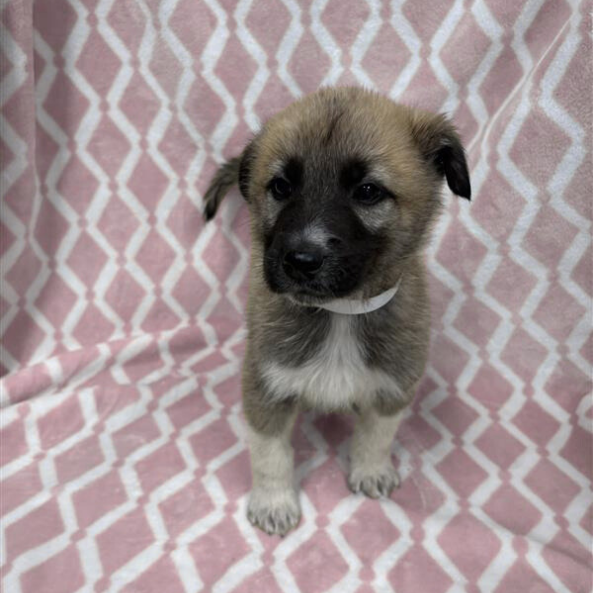 Untitled design (12).png