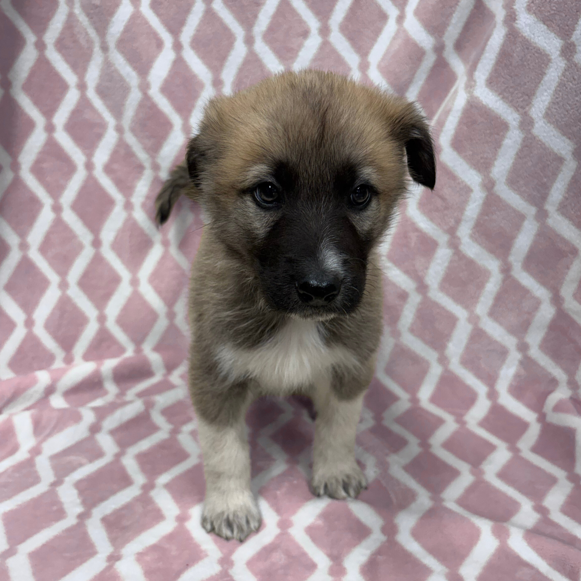 Untitled design (13).png