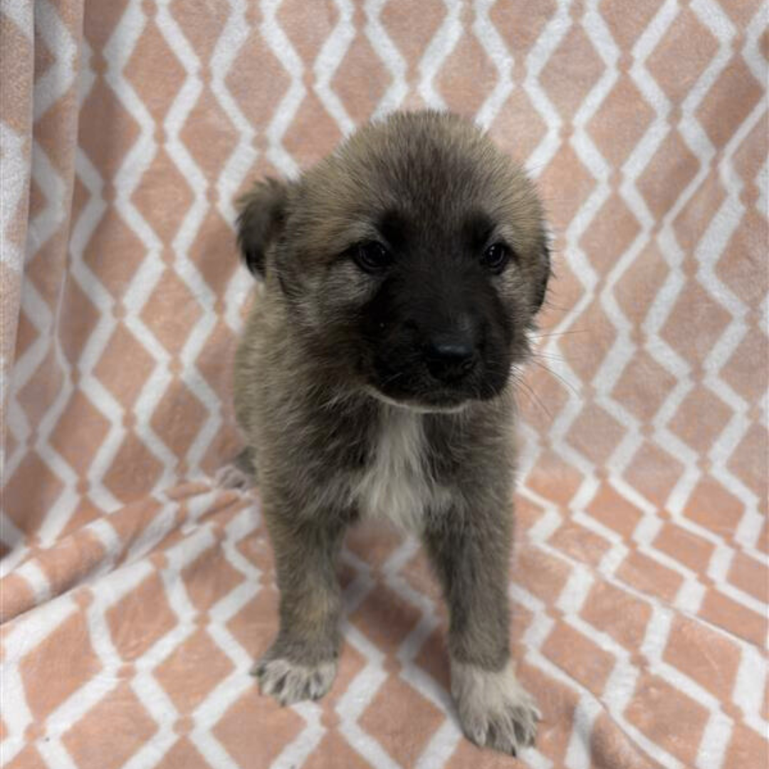 Untitled design (15).png