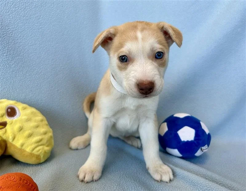 Image - 2026-04-21T093156.640.jpg