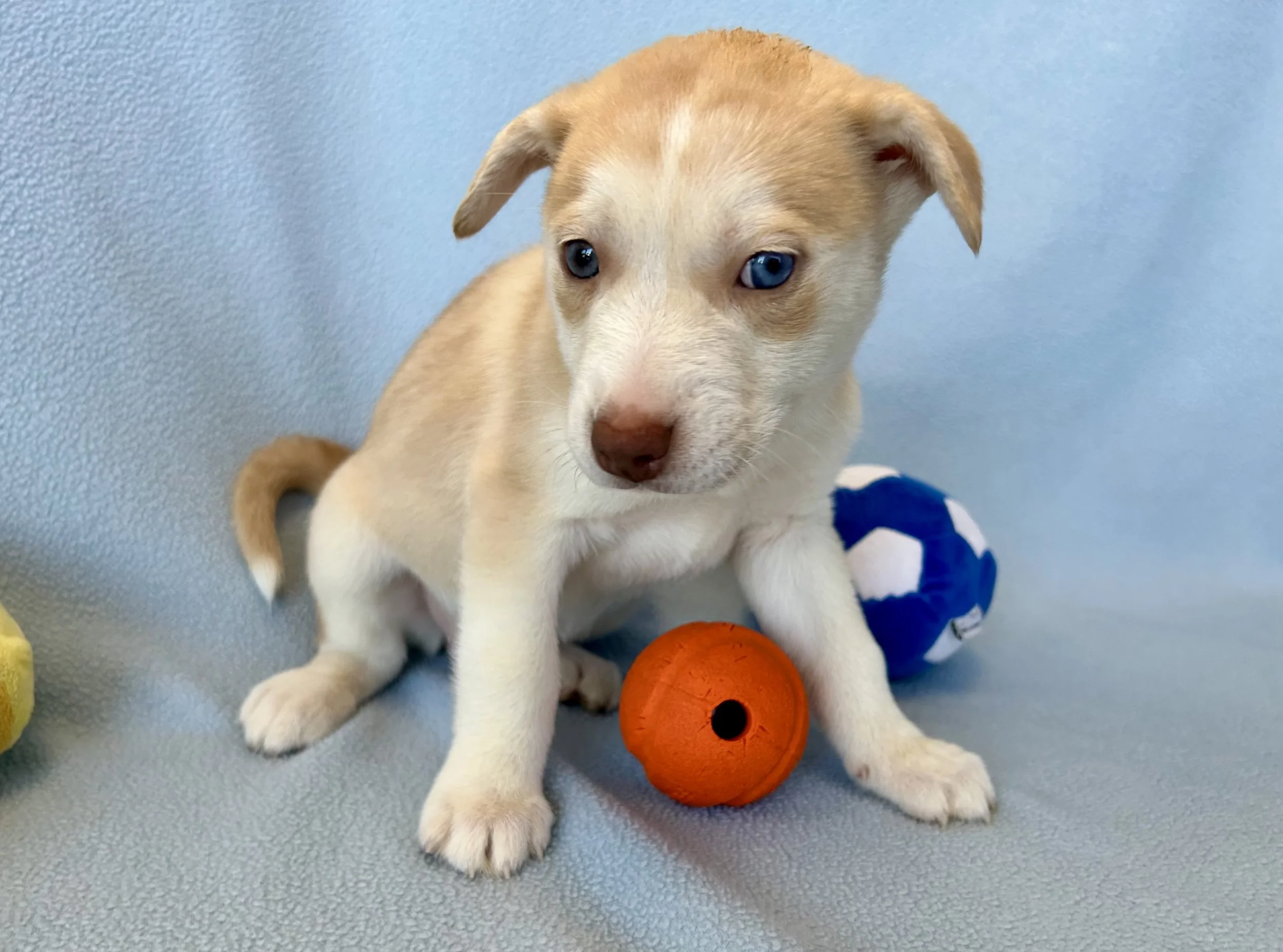 Image - 2026-04-21T093159.630.jpg