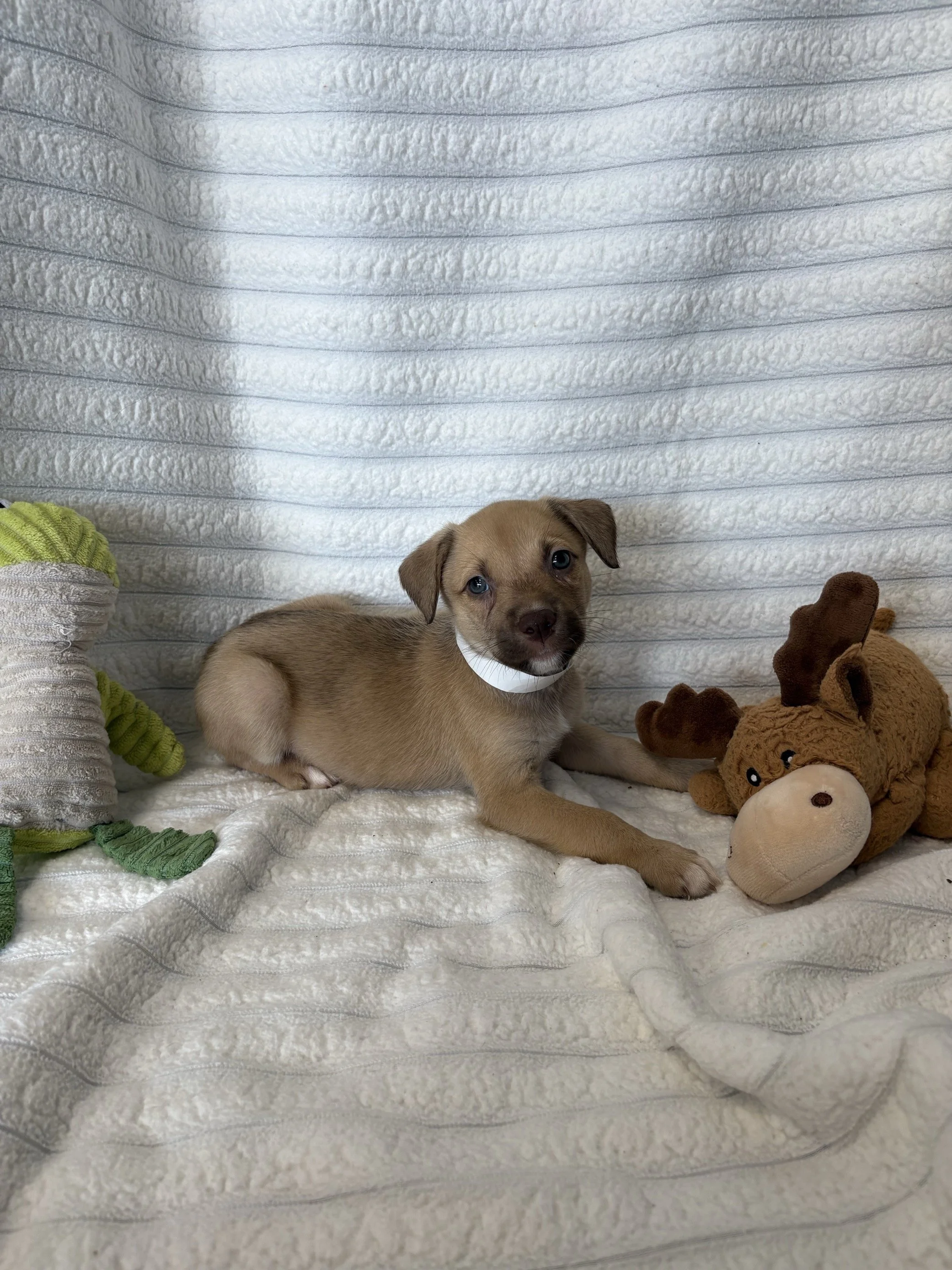 Image - 2026-06-09T142946.509.jpg