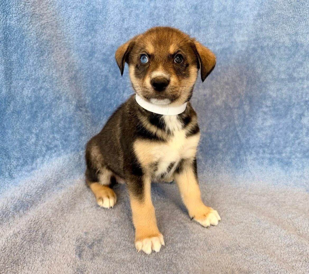 Ranger | male | 6 weeks old | Lab/Husky mix | DOB 6/19/26