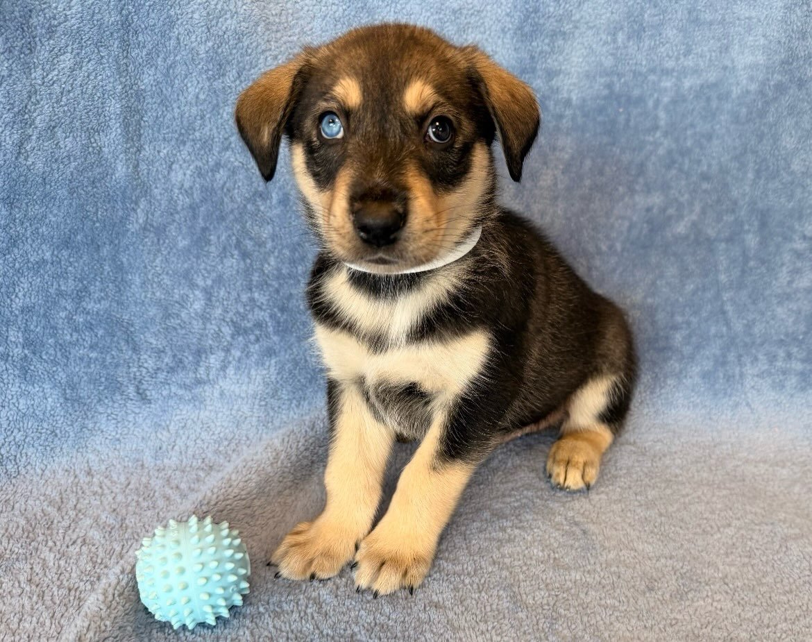 Wrangler | male | 6 weeks old | Lab/Husky mix | DOB 6/19/26