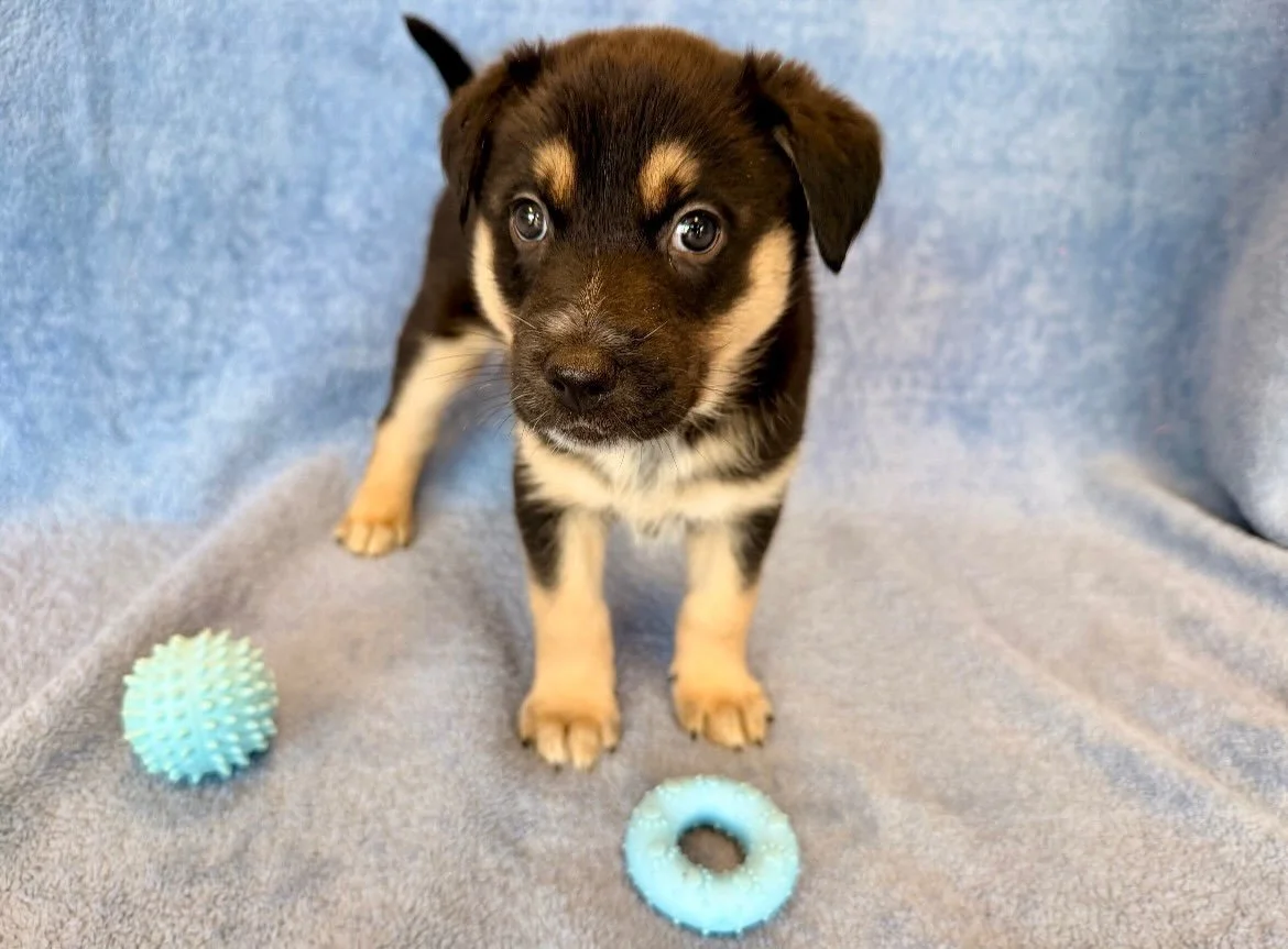 Bronco | female | 6 weeks old | Lab/Husky mix | DOB 6/19/26