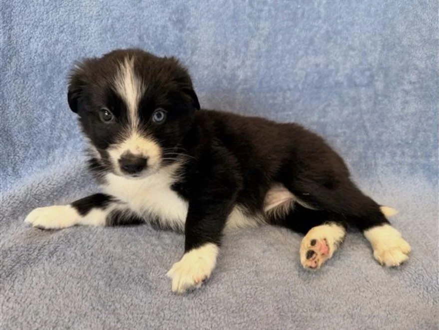Raptor | female | 6 weeks old | Lab/Husky mix | DOB 6/19/26