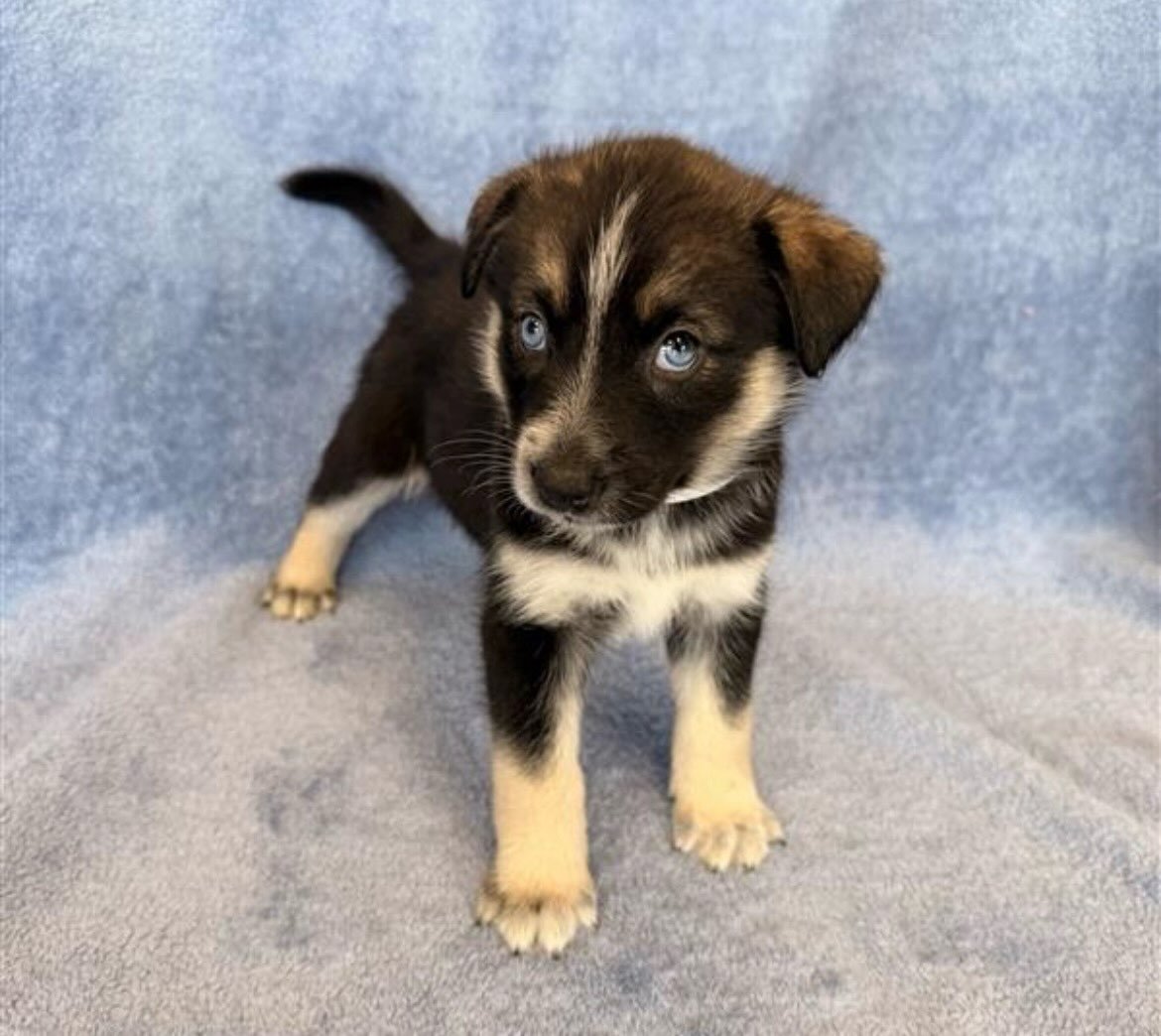 Polaris | female | 6 weeks old | Lab/Husky mix | DOB 6/19/26