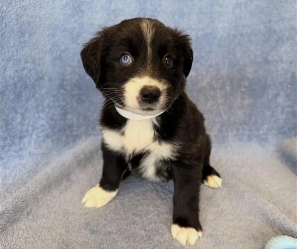 Rubicon | female | 6 weeks old | Lab/Husky mix | DOB 6/19/26