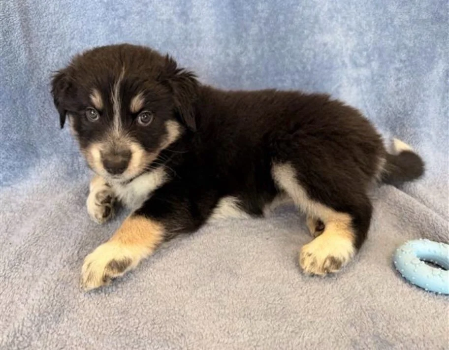 Tundra | female | 6 weeks old | Lab/Husky mix | DOB 6/19/26
