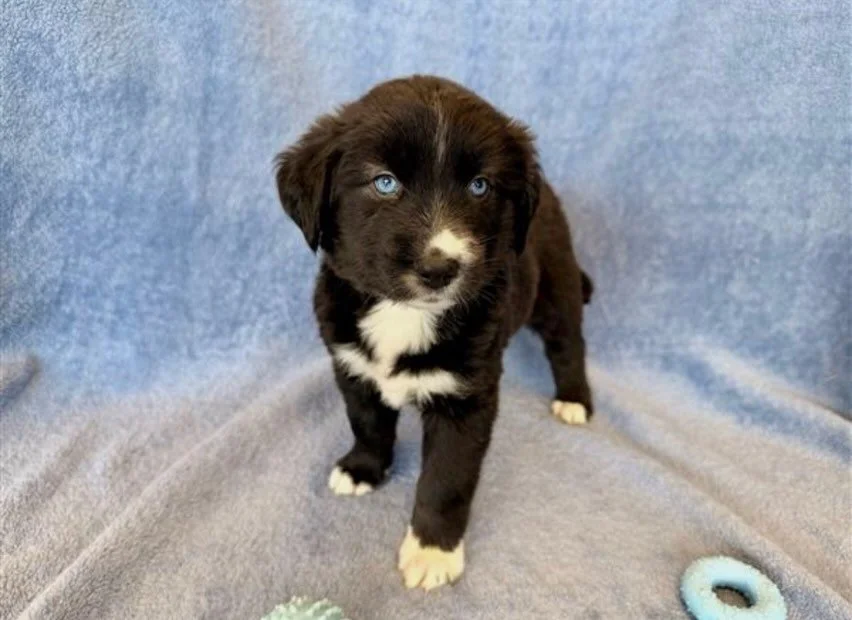Sequoia | female | 6 weeks old | Lab/Husky mix | DOB 6/19/26