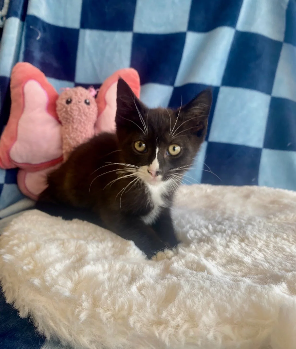 Chia | male | 8 weeks old | DOB 7/23/26