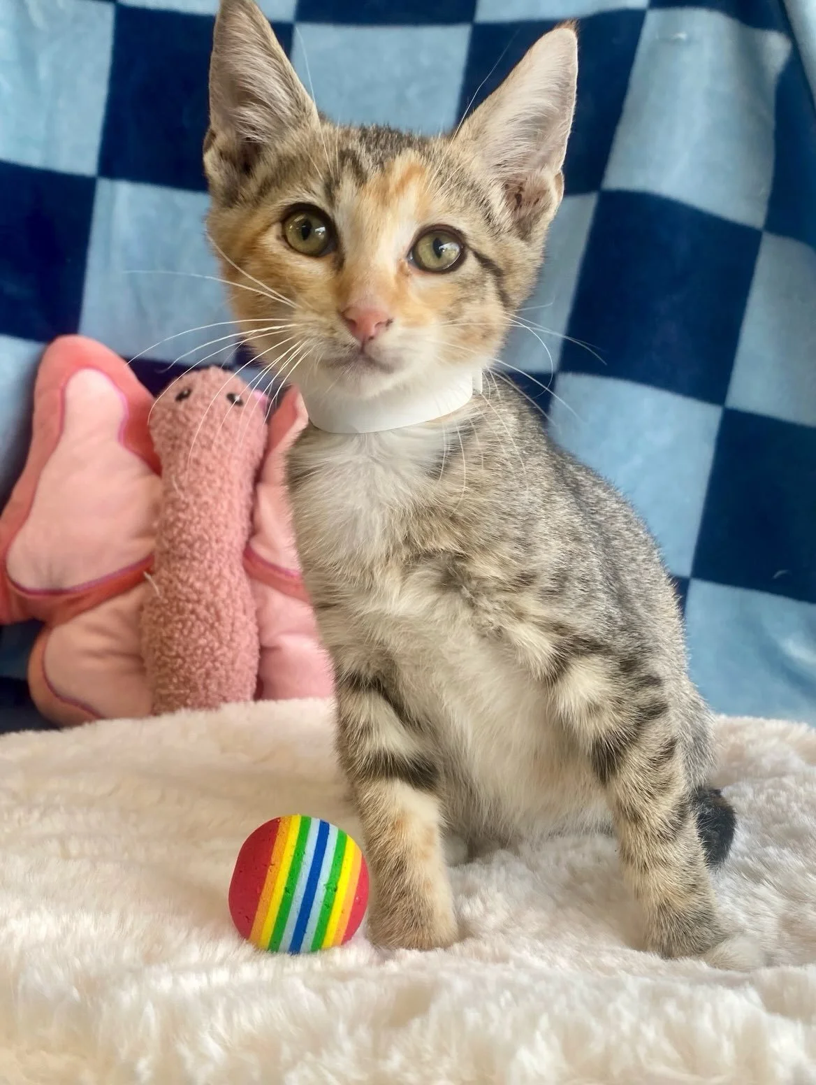 Sham-wow | female | 8 weeks old | DOB 7/23/26