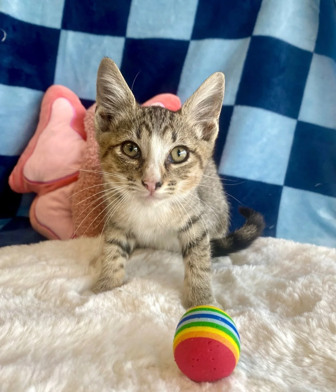 Fushigi | male | 8 weeks old | DOB 7/23/26