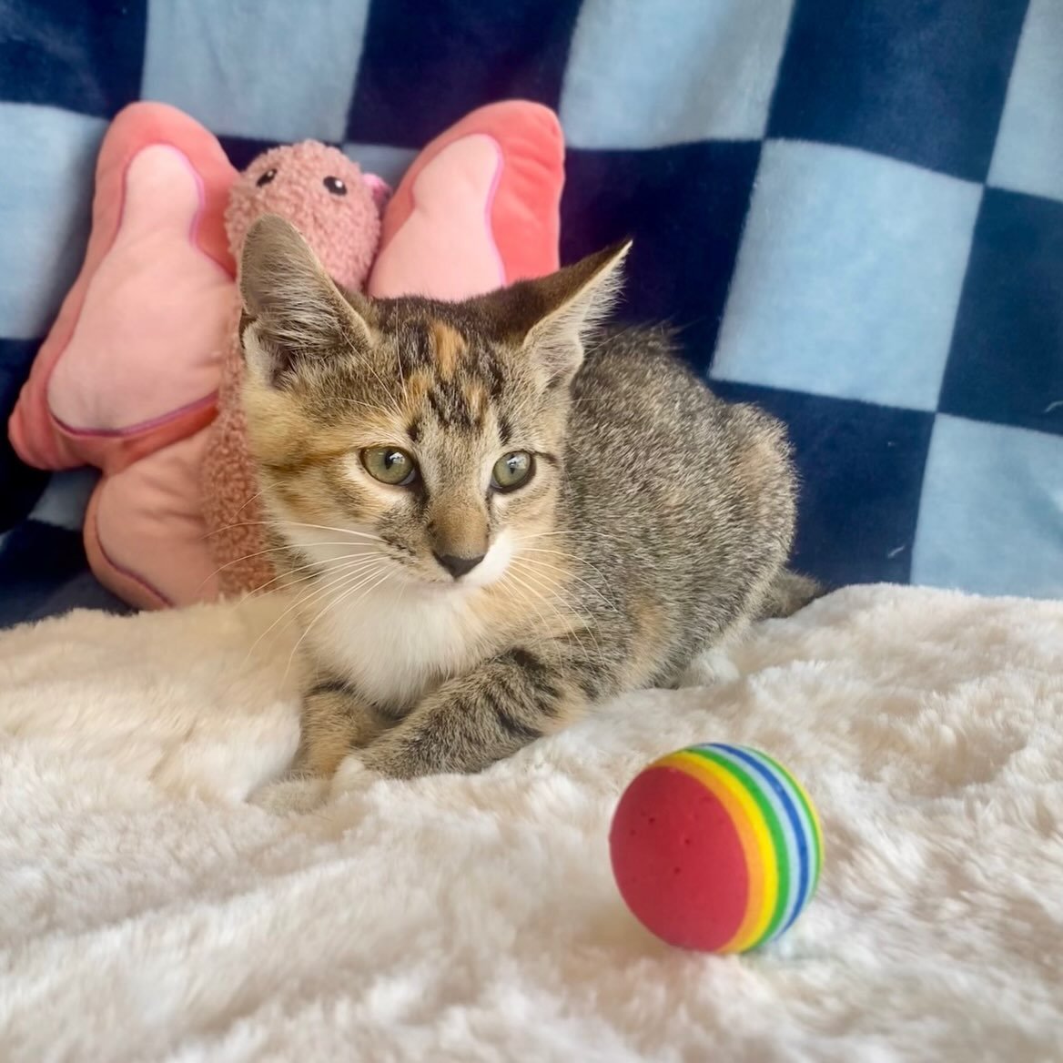 Snuggie | female | 8 weeks old | DOB 7/23/26