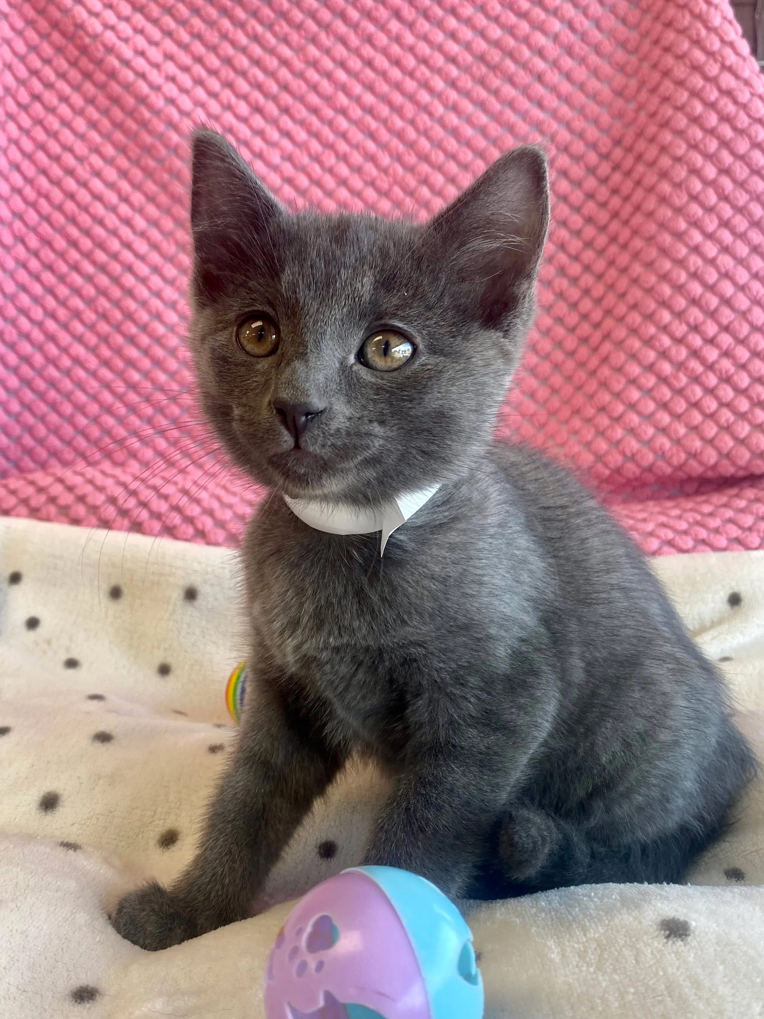 Lucy | female | 8 weeks old | DOB 7/23/2026