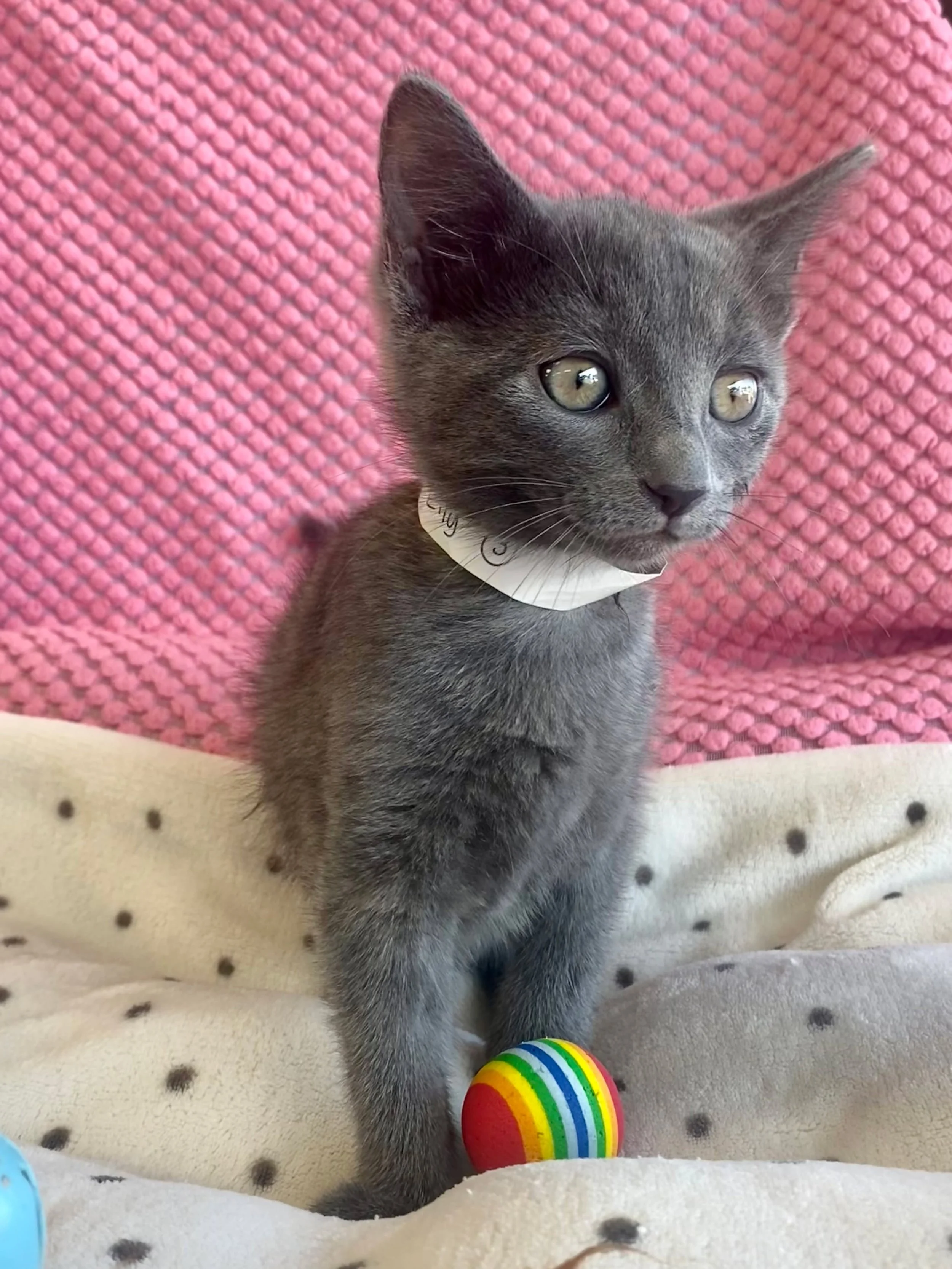 Lily | female | 8 weeks old | DOB 7/23/26