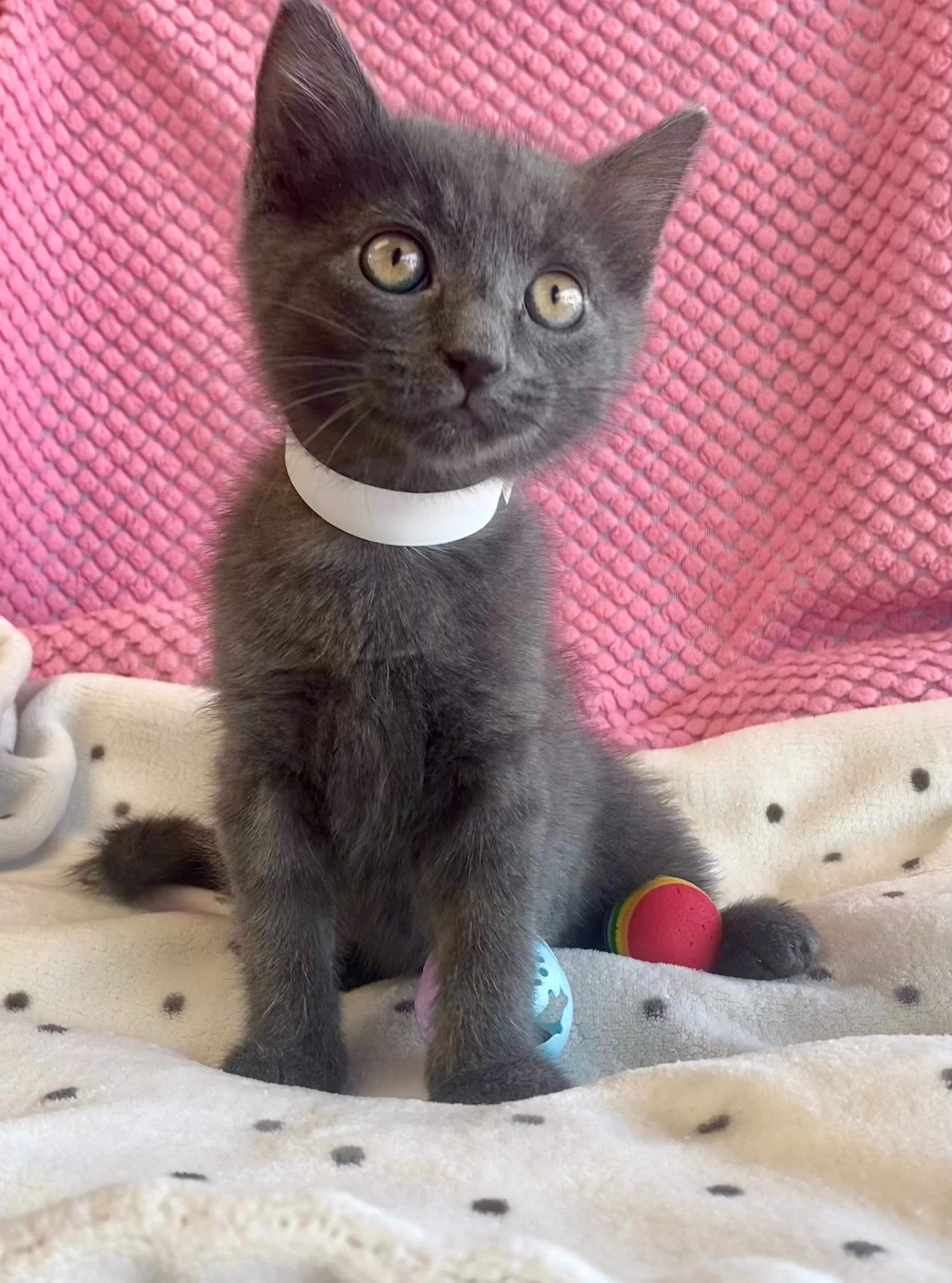 Lucas | male | 8 weeks old | DOB 7/23/2026
