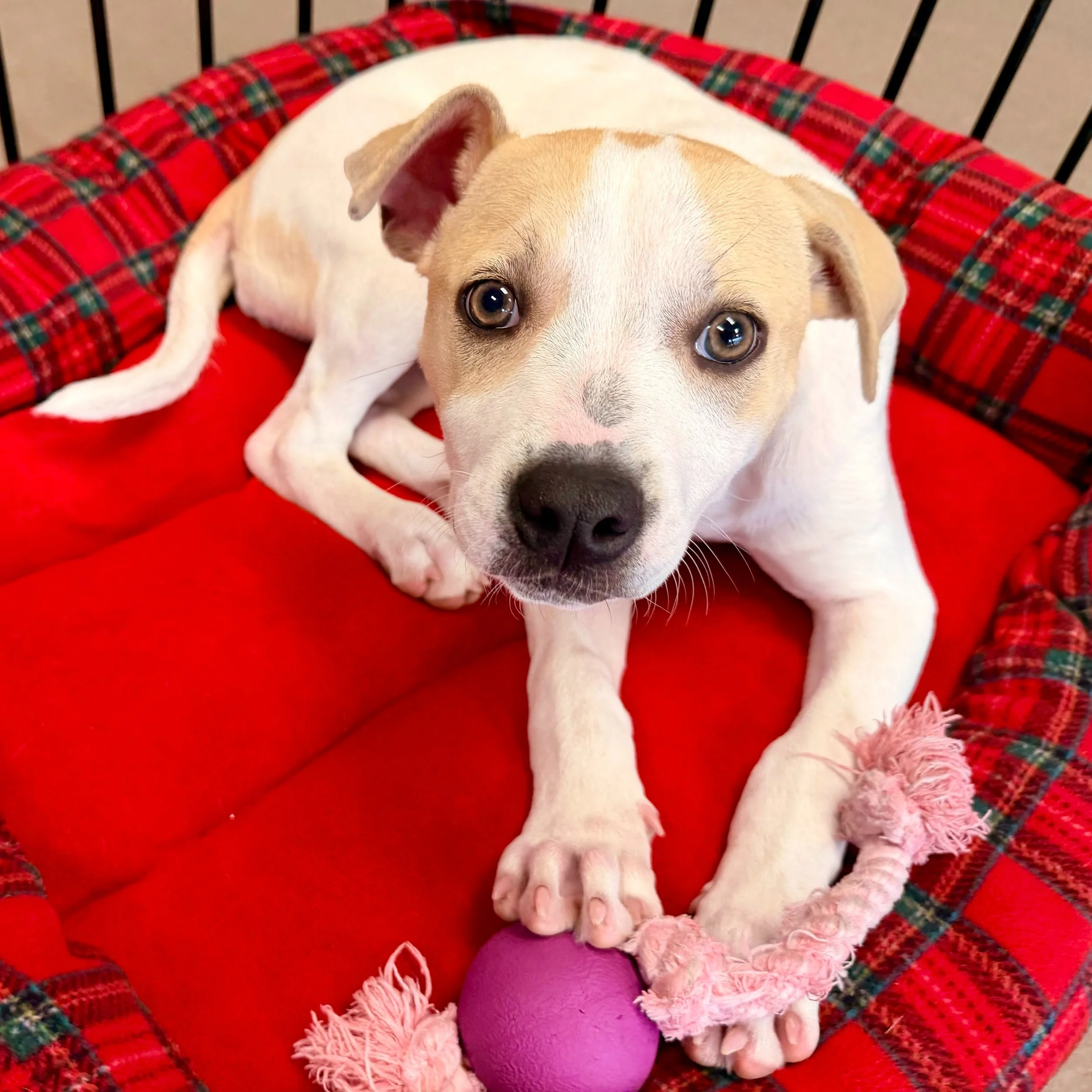 Shelby is paw-tiently waiting for her people! Come give this sweet girl some lovin' and fall in love with her. 17 weeks old | female | Pitbull mix