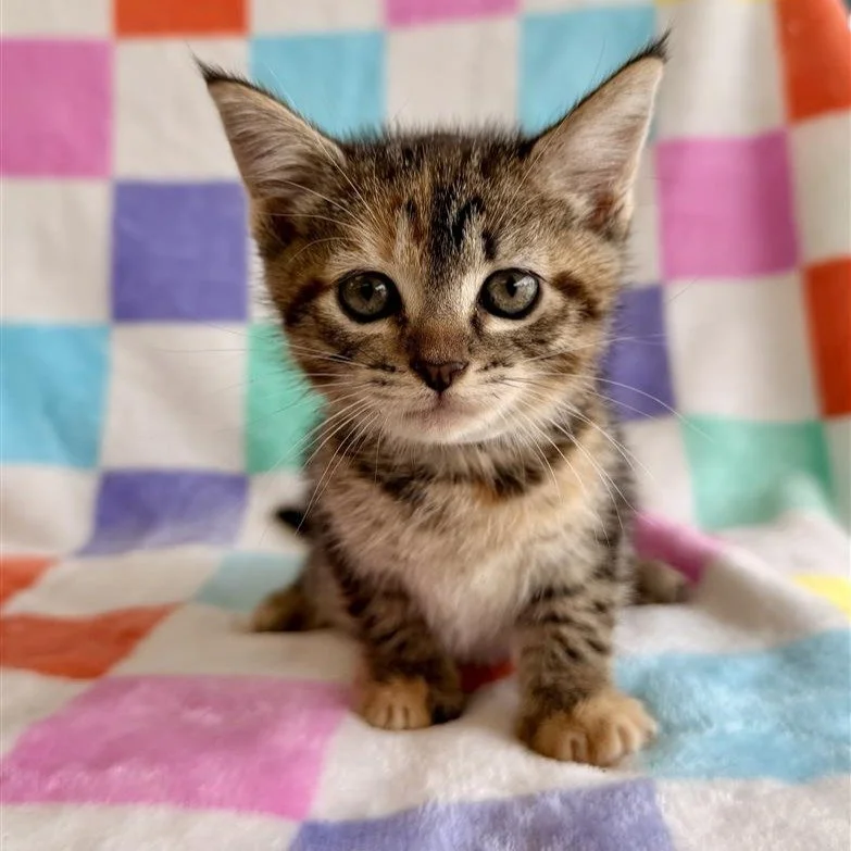 Ravioli | female | 6 weeks old | DOB 8/12/26