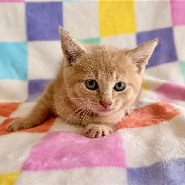 Rotini | female | 6 weeks old | DOB 8/12/26
