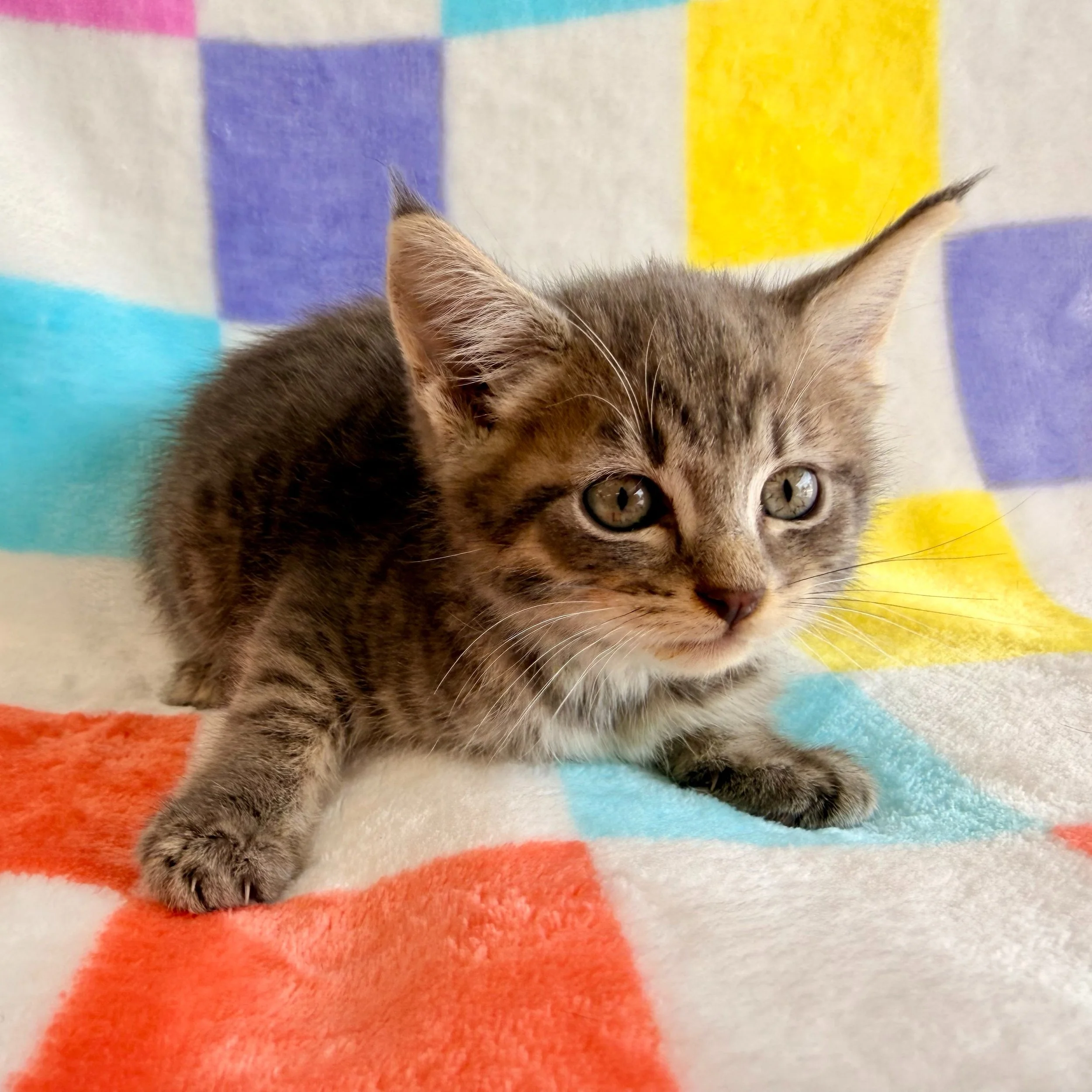 Rotelli | male | 6 weeks old | DOB 8/12/26