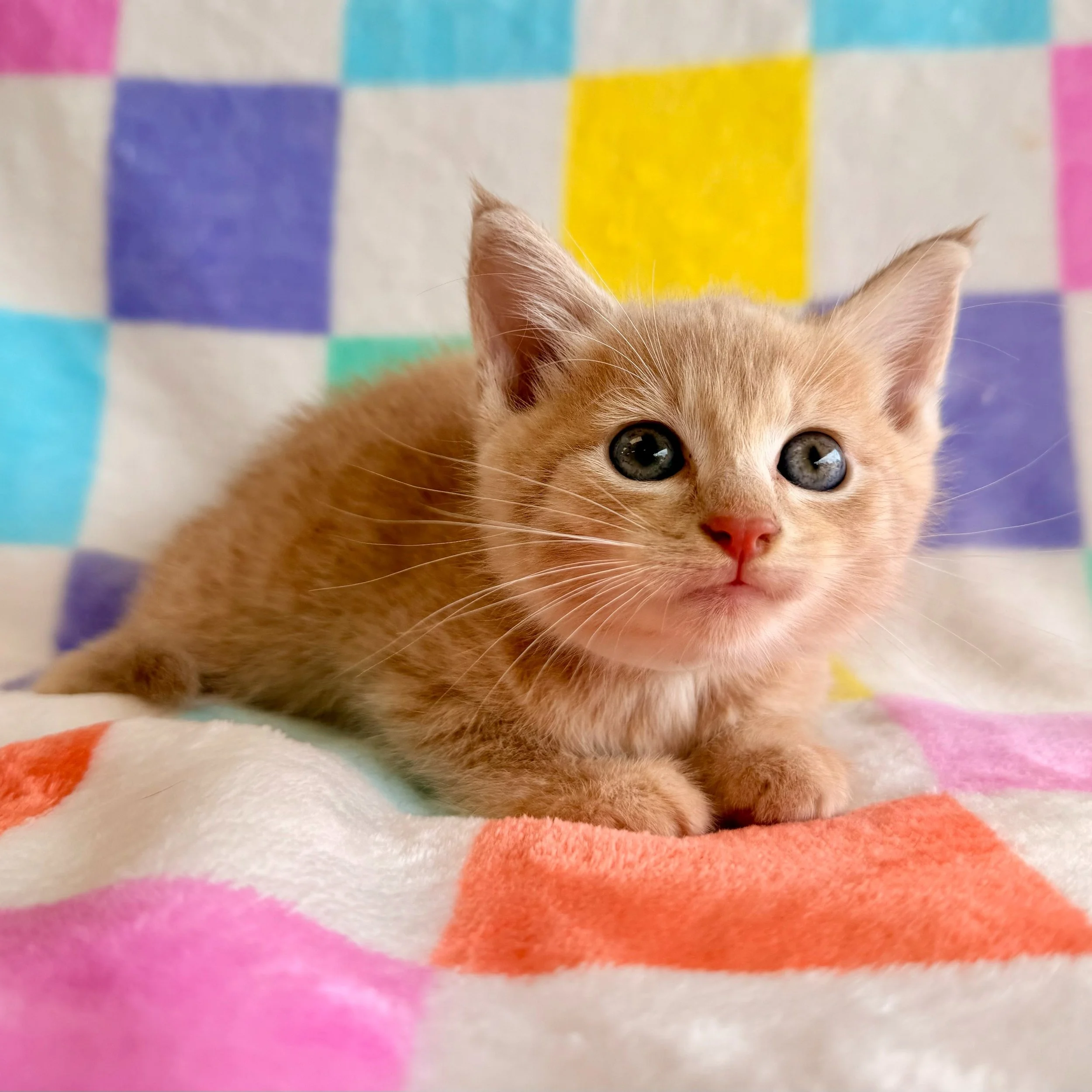 Rigatoni | male | 6 weeks old | DOB 8/12/26