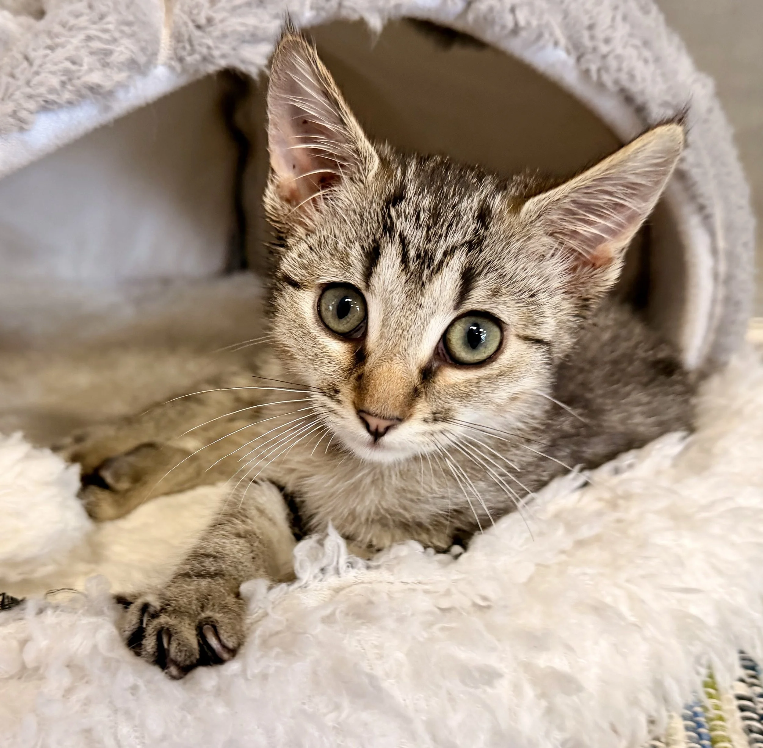 Image - 2026-09-24T141545.812.jpg
