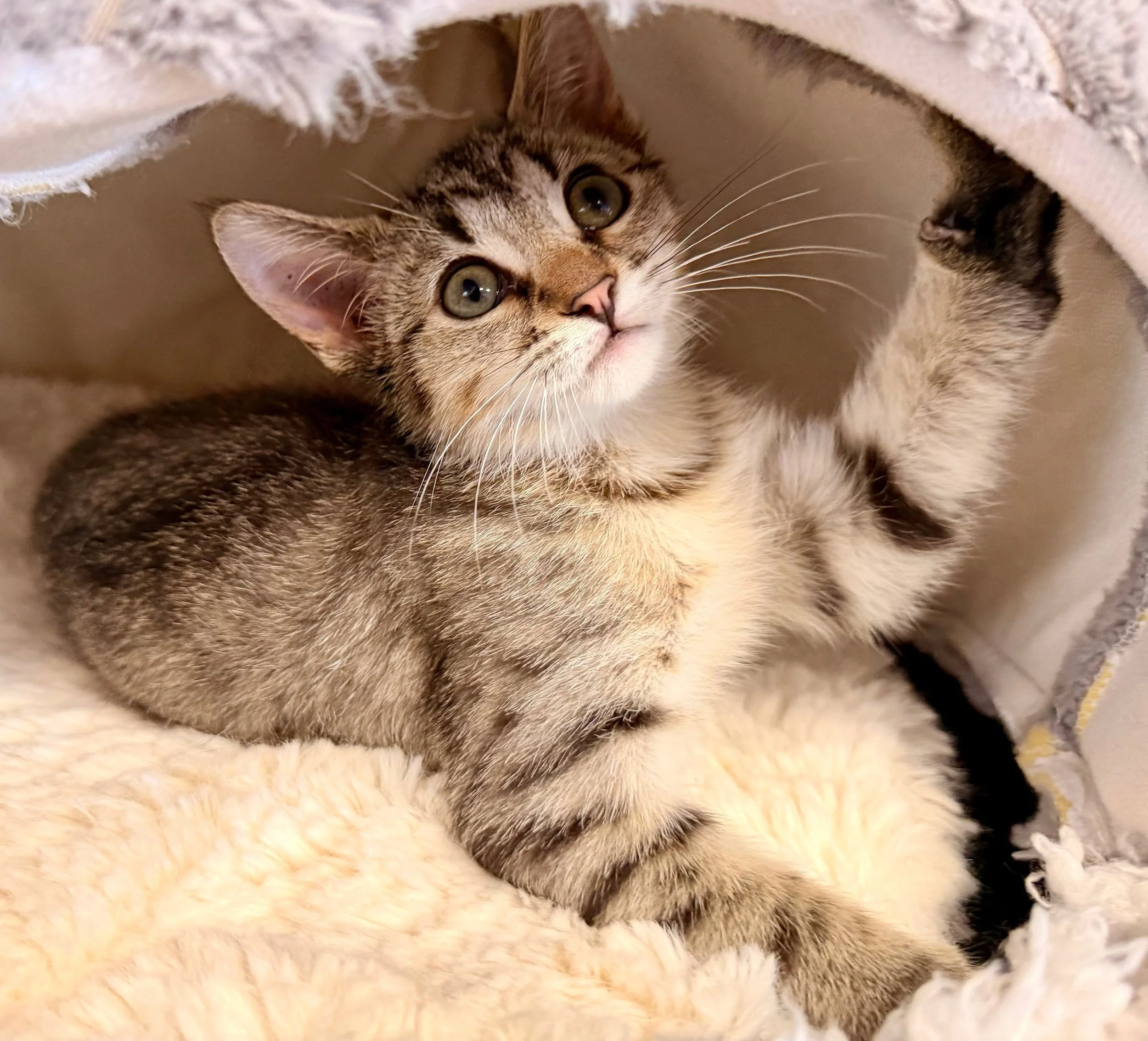 Esme | female | 10 weeks old | DOB 7/16/26