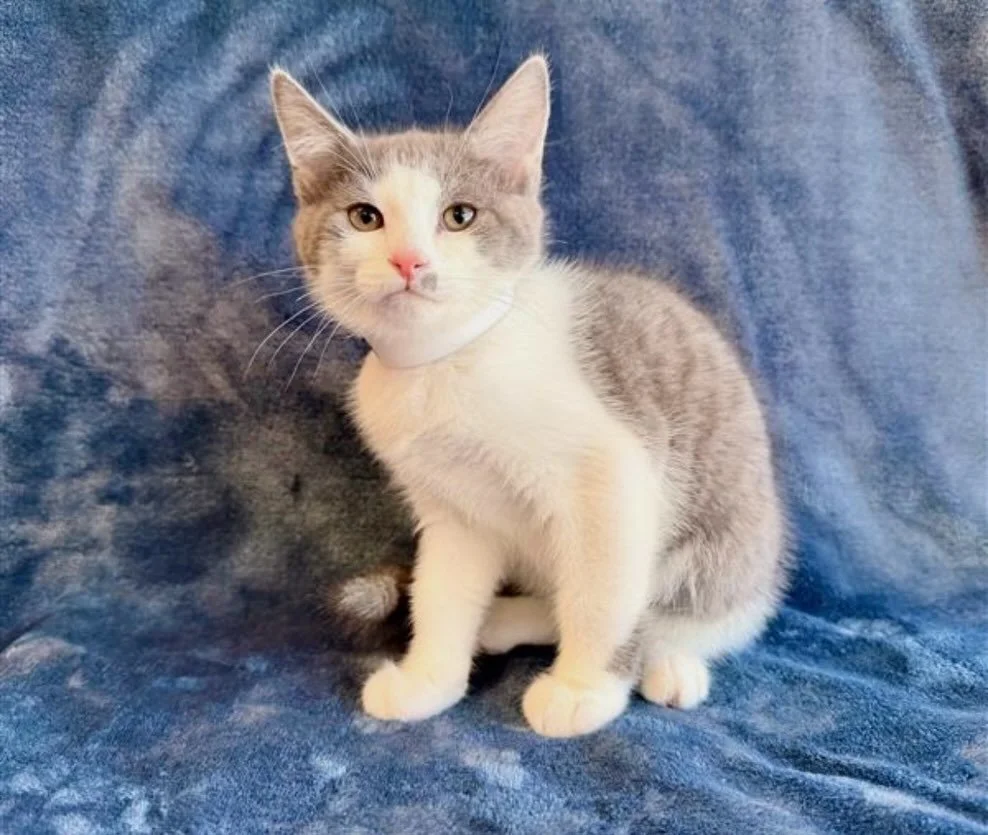 Edward | male | 13 weeks old | DOB 6/23/26