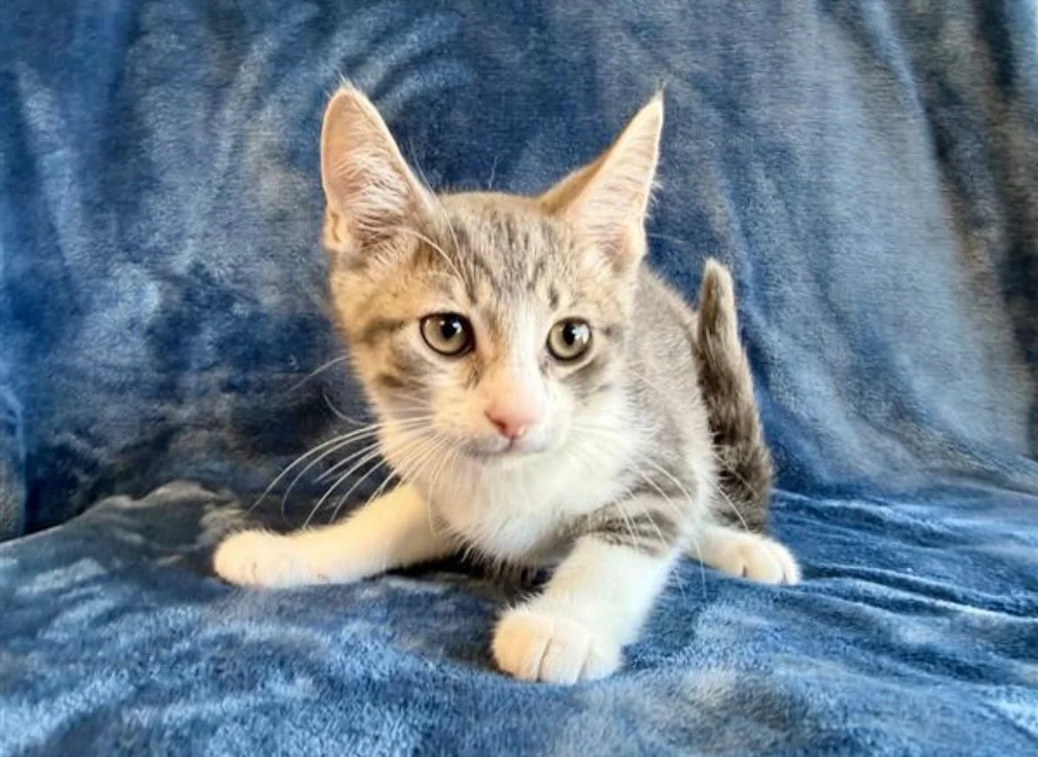 Jacob | male | 13 weeks old | DOB 6/23/26