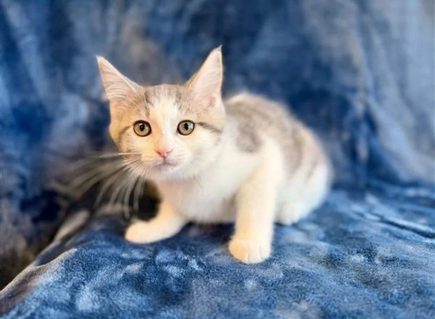 Bella | female | 13 weeks old | DOB 6/23/26