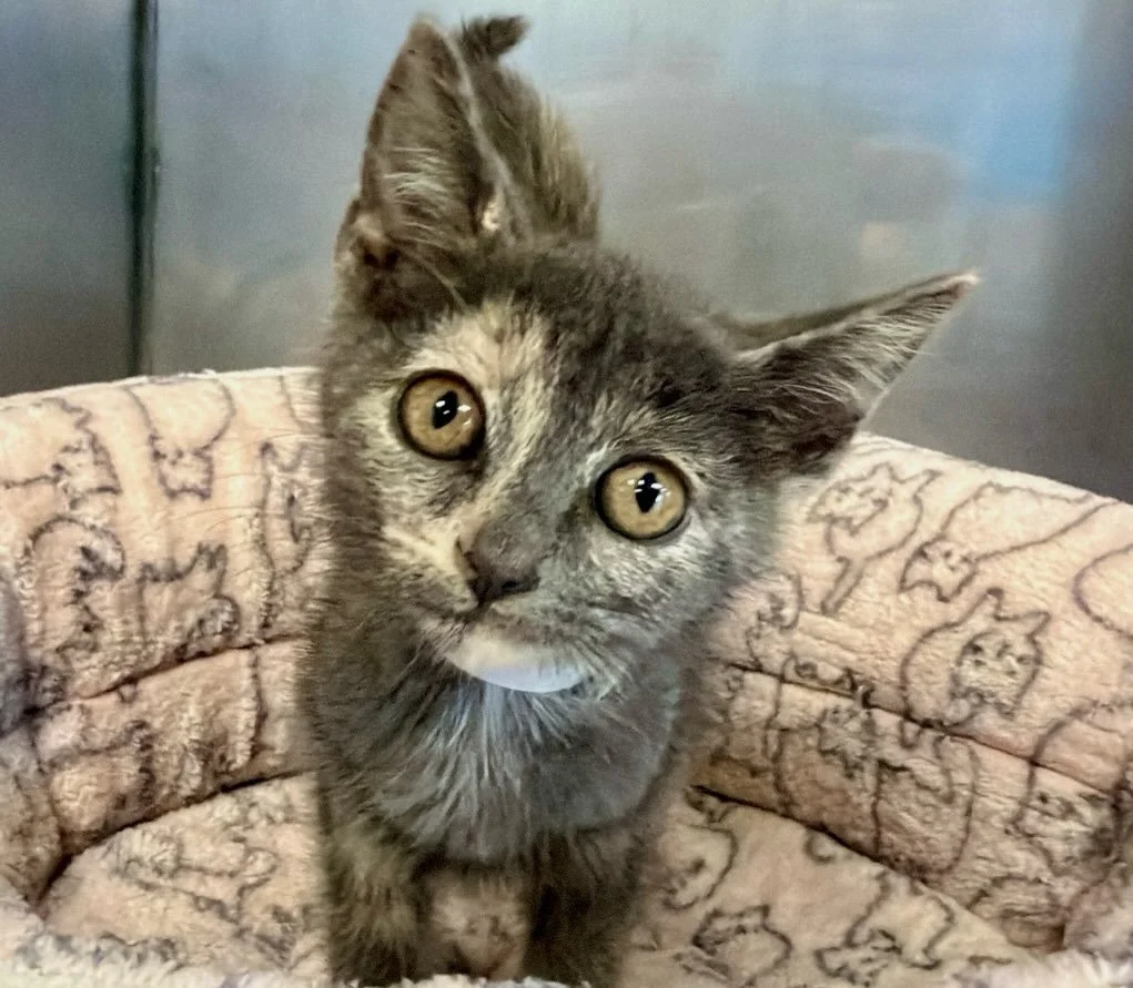 Clawdia | female | 8 weeks old | DOB 7/30/26