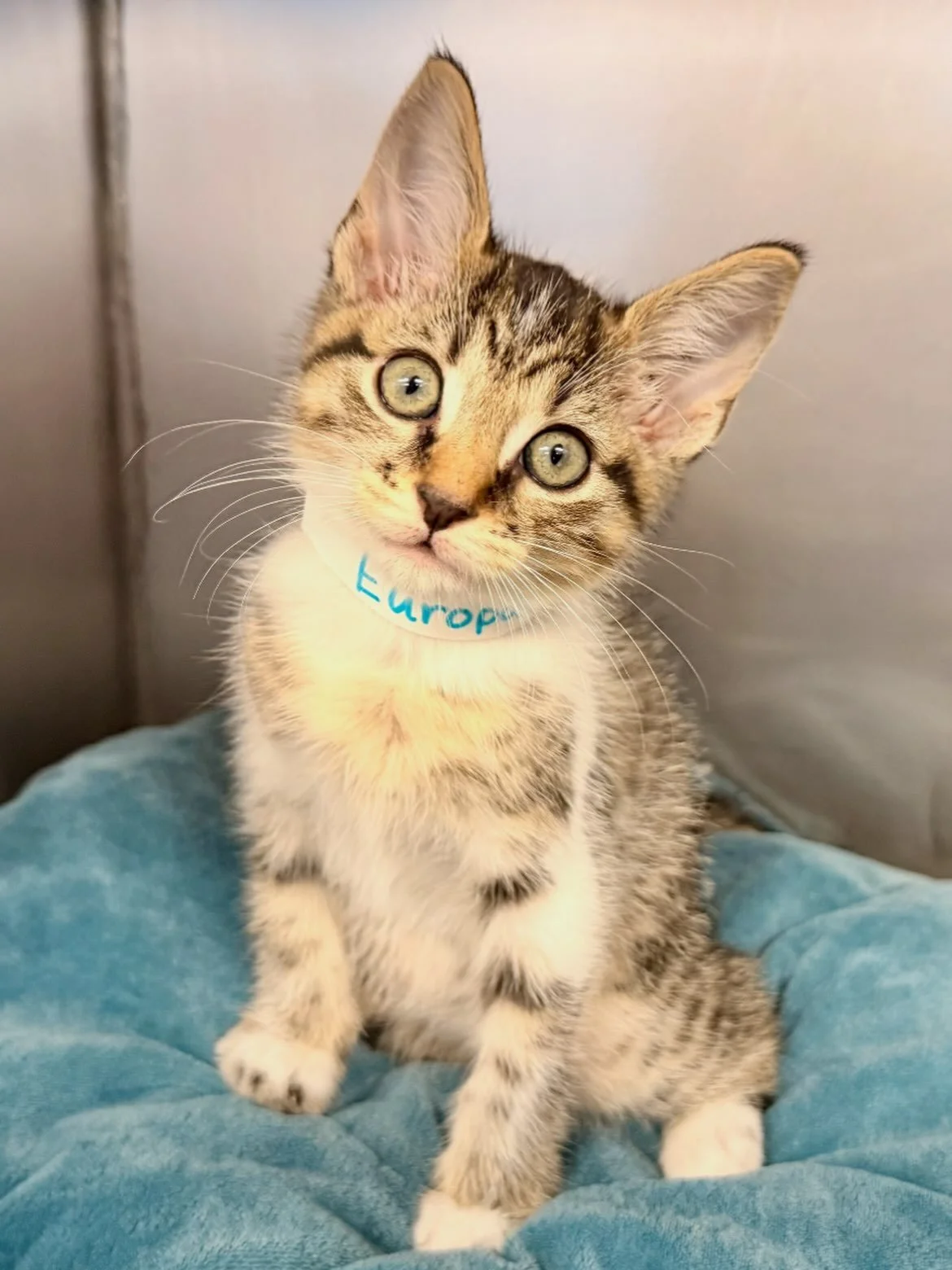 Europa | male | 8 weeks old | DOB 7/30/26