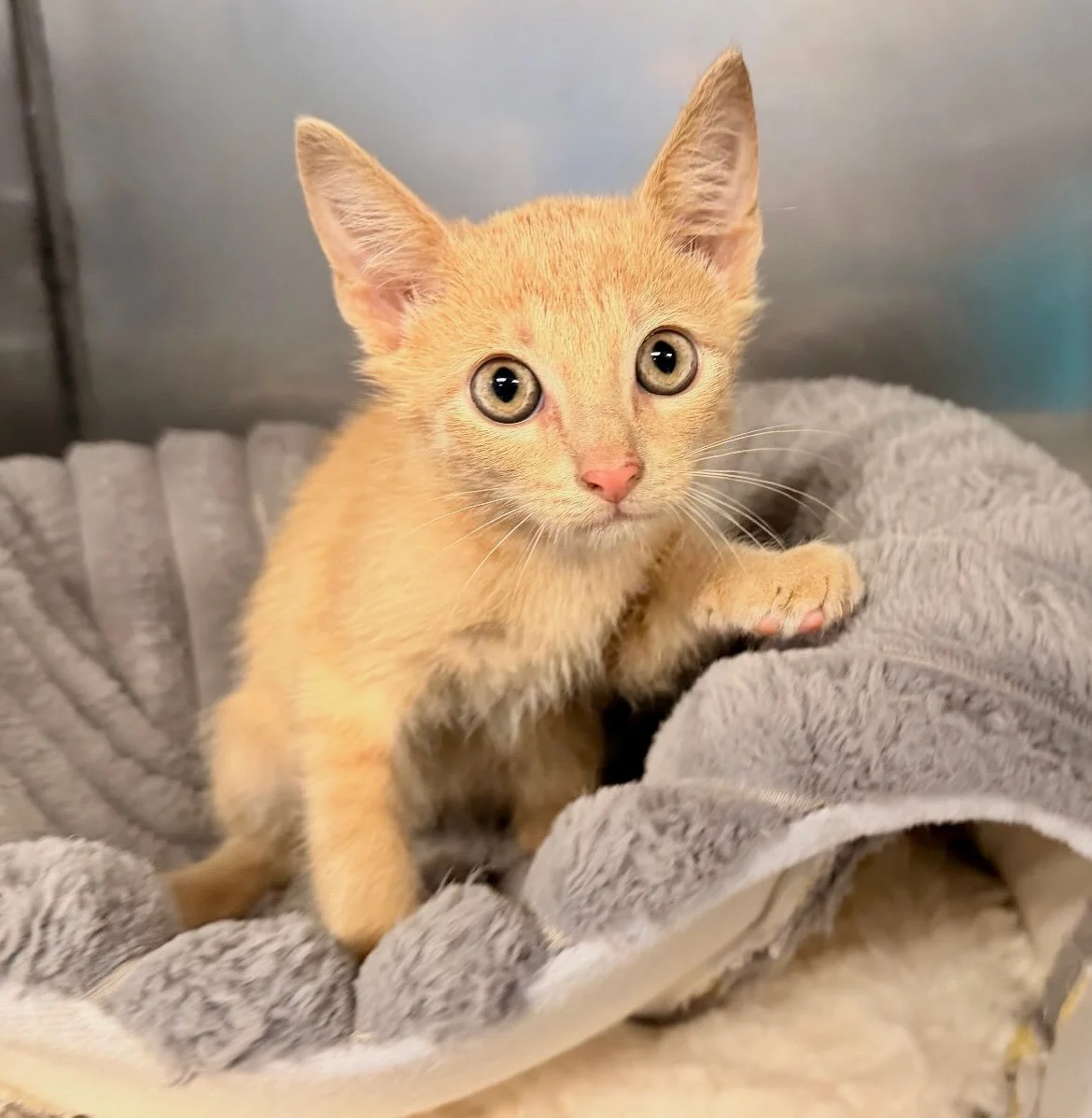 Dirty Soda | male | 8 weeks old | DOB 7/30/26