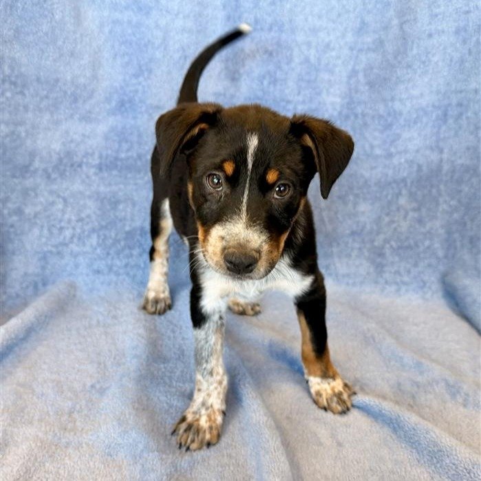 Shaggydog | male | 8 weeks old | Heeler mix | DOB 8/4/26