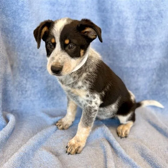 Grey Wind | male | 8 weeks old | Heeler mix | DOB 8/4/2026