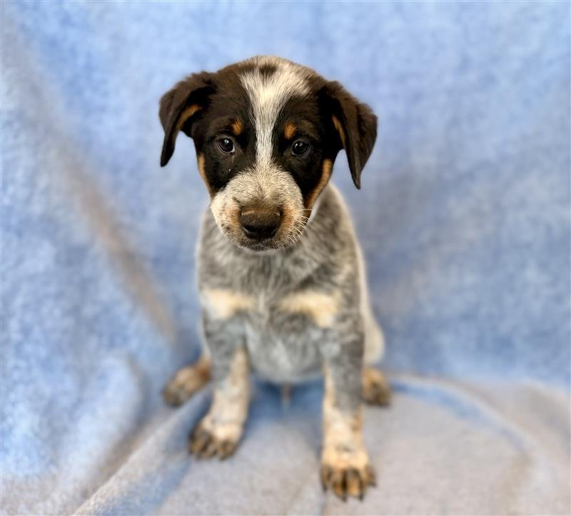 Ghost | male | 8 weeks old | Heeler | DOB 8/4/2026